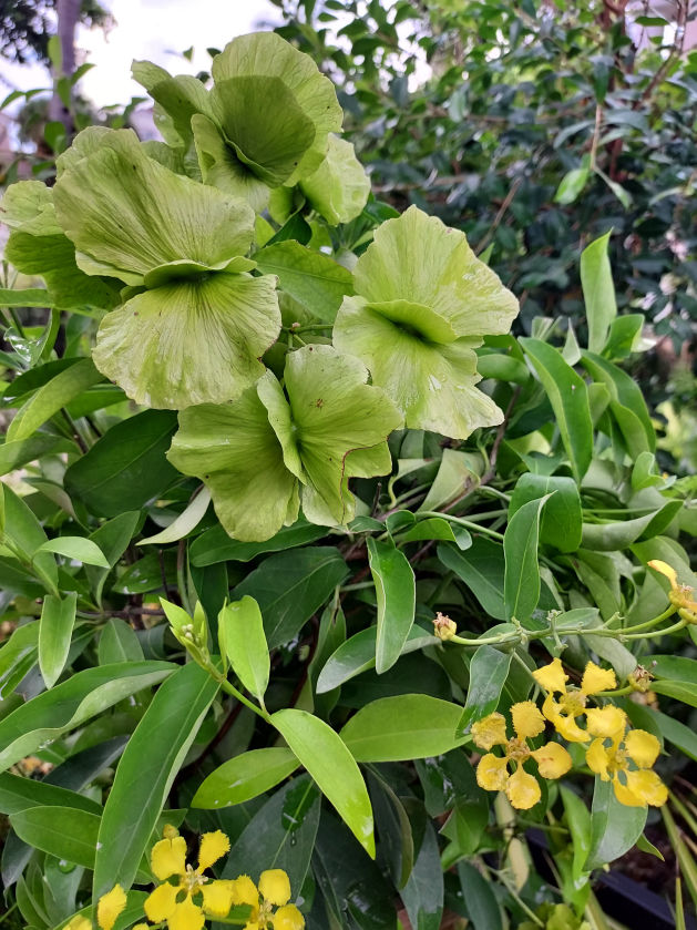 Vines in Floral Designs