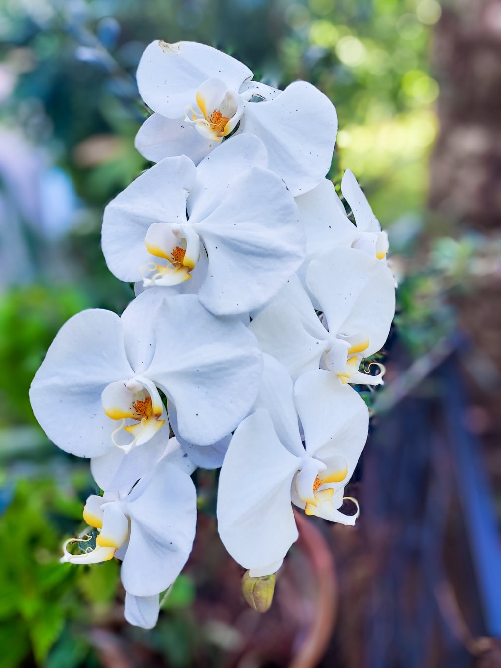 Orchid Plants Care