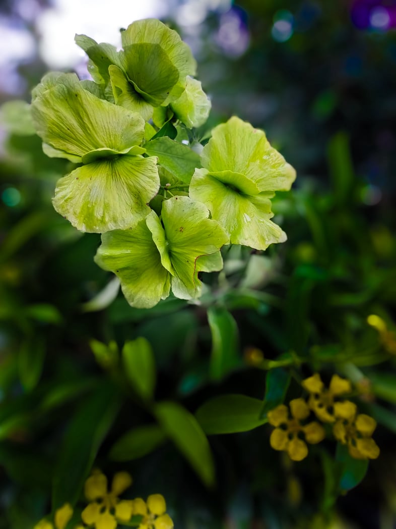 butterfly orchid
