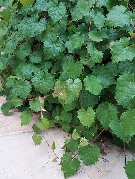Grape Vine