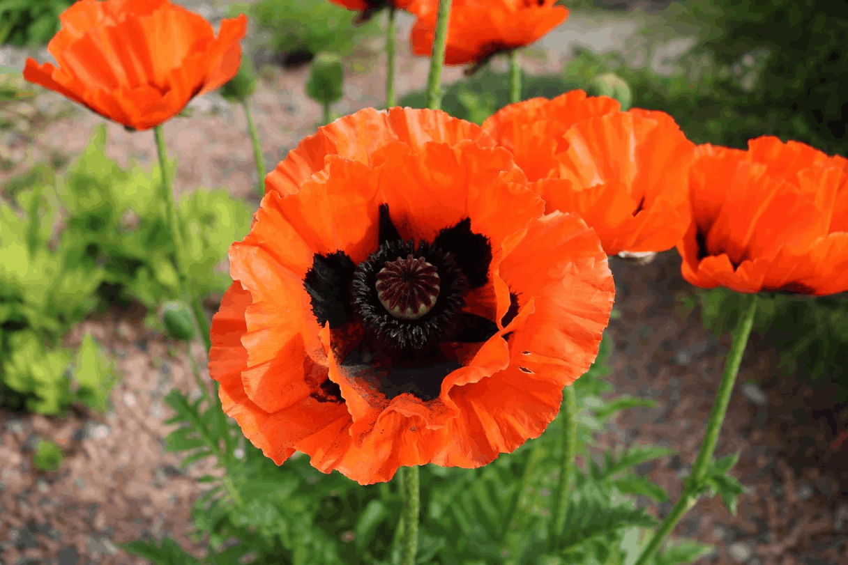 Oriental Poppy