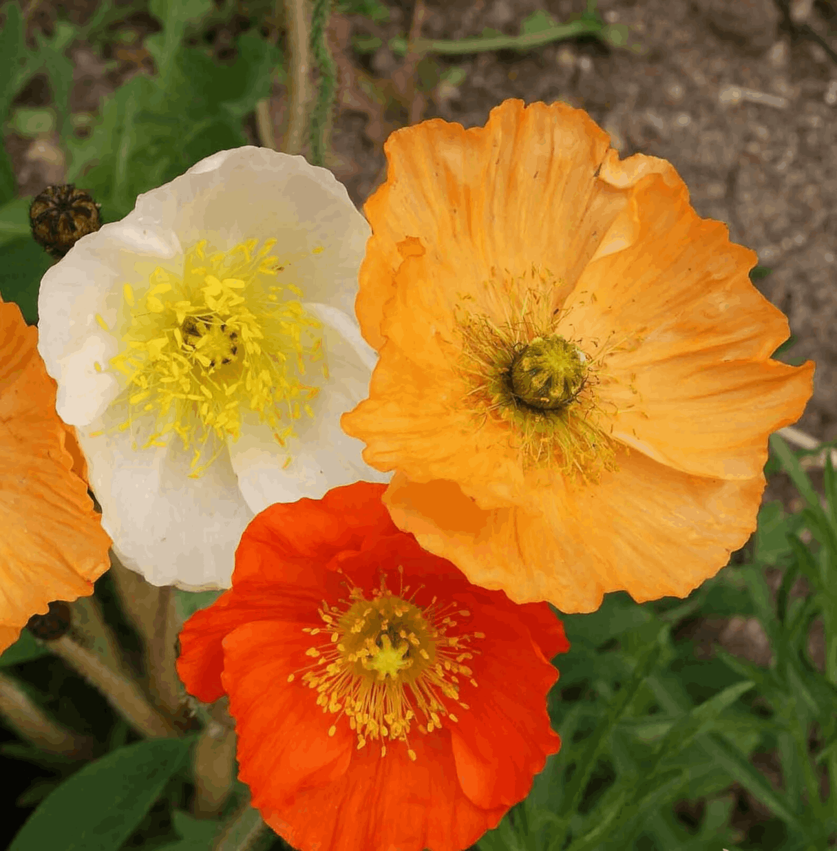 Icelandic Poppies