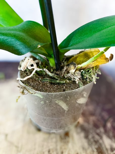 Dry Orchid Plant