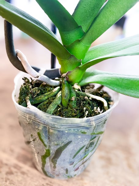 Orchid Care
