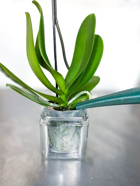 Correct way to water orchid plants