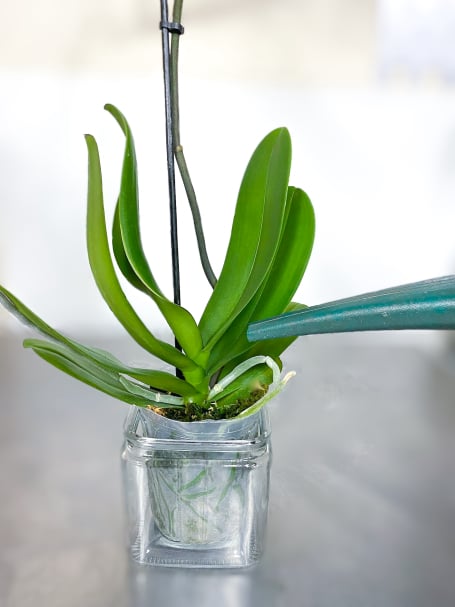 Watering Orchid Leaves