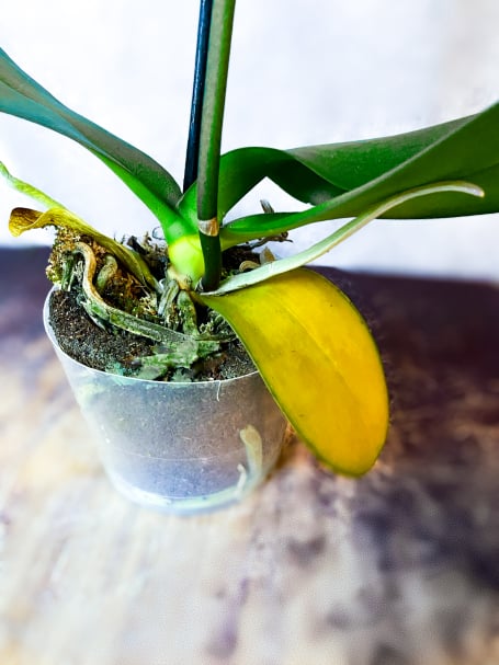 Over watering orchids