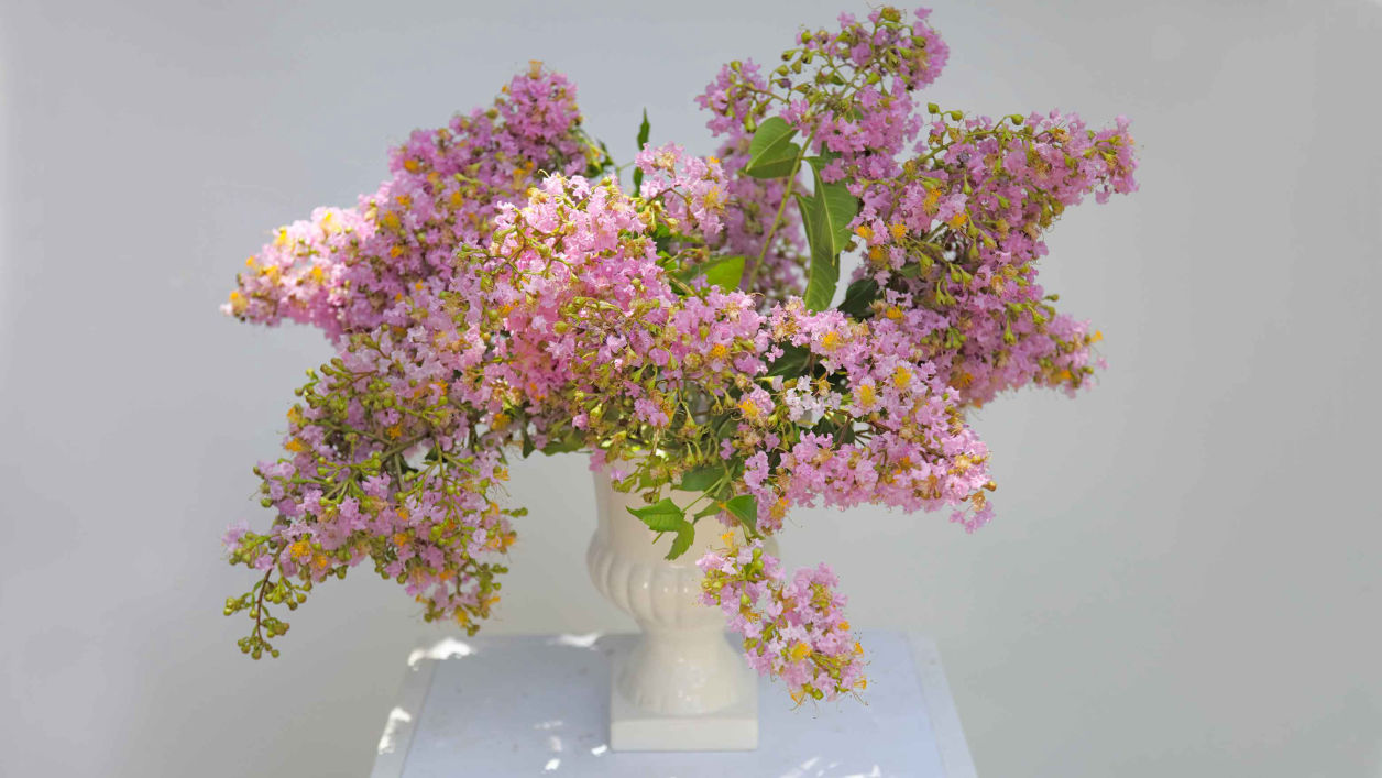 Crape Myrtle Base